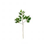 Asa Selection Haste Ficus 48cm Deko Verde - ASA66468444
