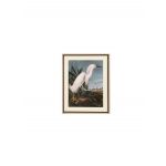 Dekodonia Pintura Vogel Oriental Emoldurada (70 x 3 x 88 cm) - S3007273