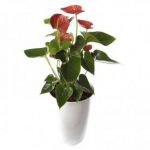 Planta Natural com Flor Antúrio Vermelho com 90 cm - Antúrio