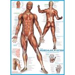 Eurographics Puzzle Sistema Muscular 1000 Peças
