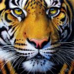 Sunsout Puzzle Cara de Tigre Dourado 1000 Peças