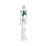 Physa Esqueleto Humano Modelo Anatómico 85 cm PHY-SK-5