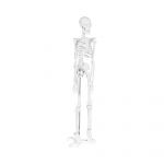 Physa Esqueleto Humano Modelo Anatómico 47 cm PHY-SK-6